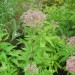 Joe Pye Weed